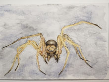 #128 Horrid Ground Weaver