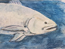 #34 Totoaba
