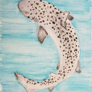 #266 Spotted Houndshark