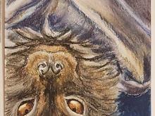 #60 Christmas Island Flying Fox