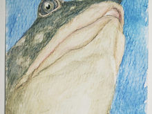 #133 Black Softshell Turtle
