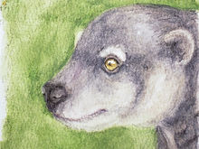 #351 Talaud Bear Cuscus