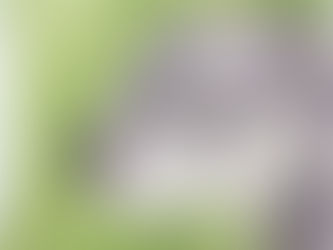 #351 Talaud Bear Cuscus