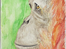 #96 Tapanuli Orangutan