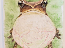 #50 Green-eyed Bushfrog