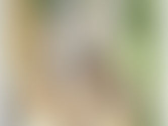 #127 Thongaree's Disc-nosed Bat