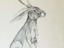 #1 Tehuantepec Jackrabbit