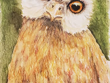 #27 Laughing Owl