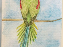 #107 Seychelles Parakeet