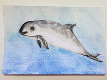 #33 Vaquita
