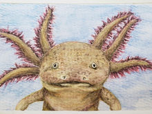#89 Axolotl