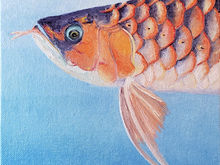 #19 Asian Arowana