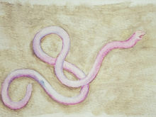 #315 Madagascar Blind Snake