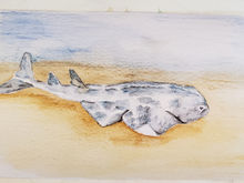 #8 Angel Shark