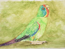 #325 Swift Parrot