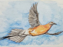 #32 Passenger Pigeon