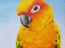 #48 Sun Parakeet or Sun Conure