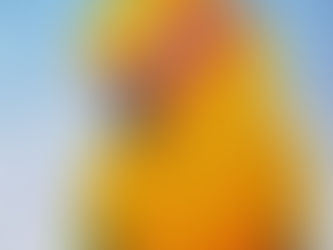 #48 Sun Parakeet or Sun Conure