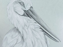 #15 Oriental Stork
