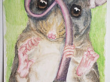 #132 Mountain Pygmy Possum