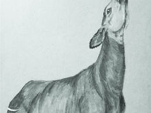 #8 Okapi