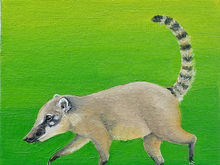 #52 Eastern Mountain or Eastern Dwarf Coati