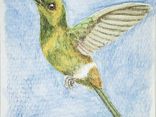 #312 Coppery Thorntail