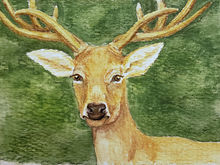 #31 Schomburgk's Deer
