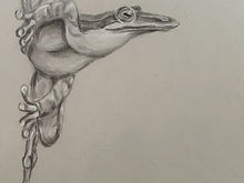 #29 Long-snouted Tree Frog