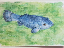 #82 Devil's Hole Pupfish