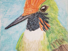 #307 Short-crested Coquette