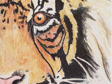 #22 Sunda or Sumatran Tiger