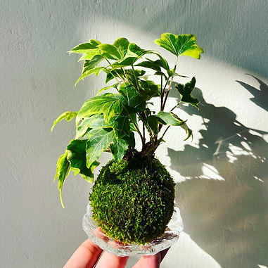 20240501 Kokedama Design-34.jpg