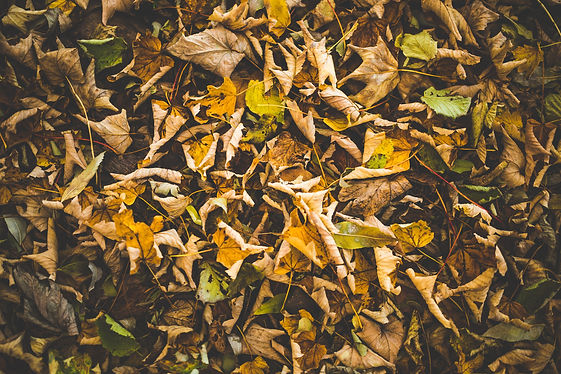 Leaves - Fall2.jpeg