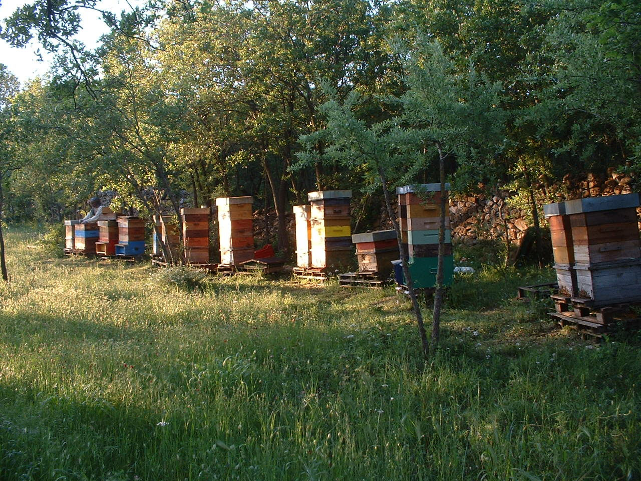 Miele Millefiori Biologico