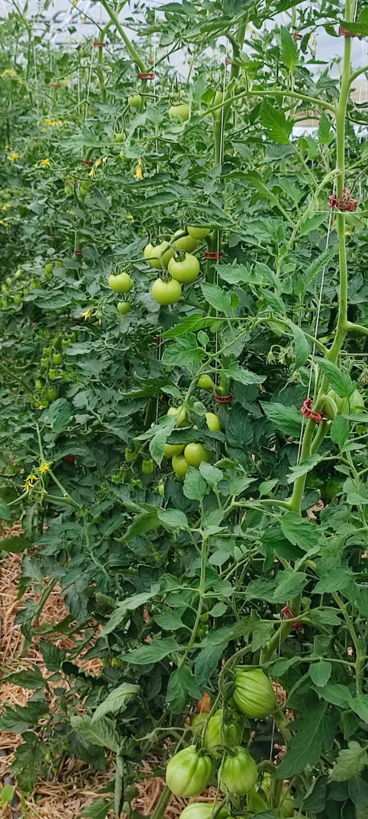 Miniaturbild: Normal Abo mit Zusätze