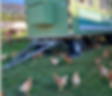 Weidepoulet.png