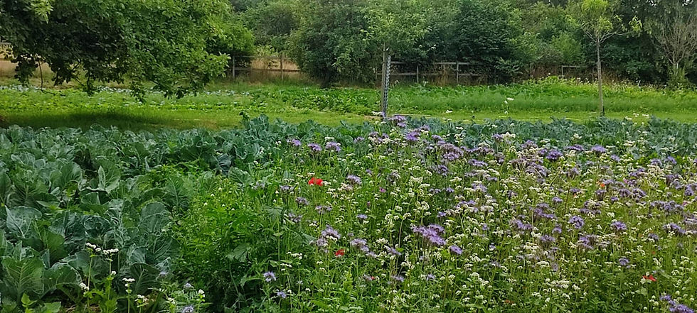 Gemüseanbe_Permakultur_Garten.jpg