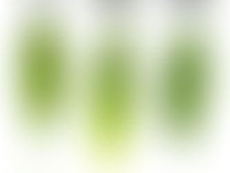 Der Bärlauch Allium ursinum