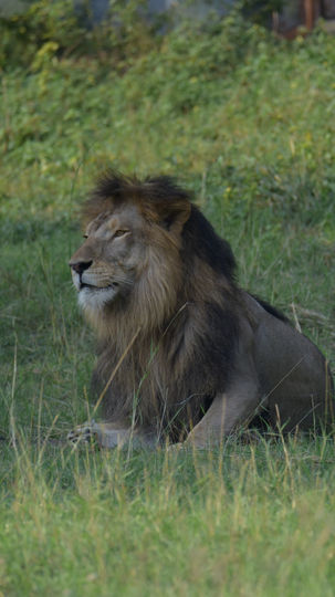 Lion at Mukundpur Zoo