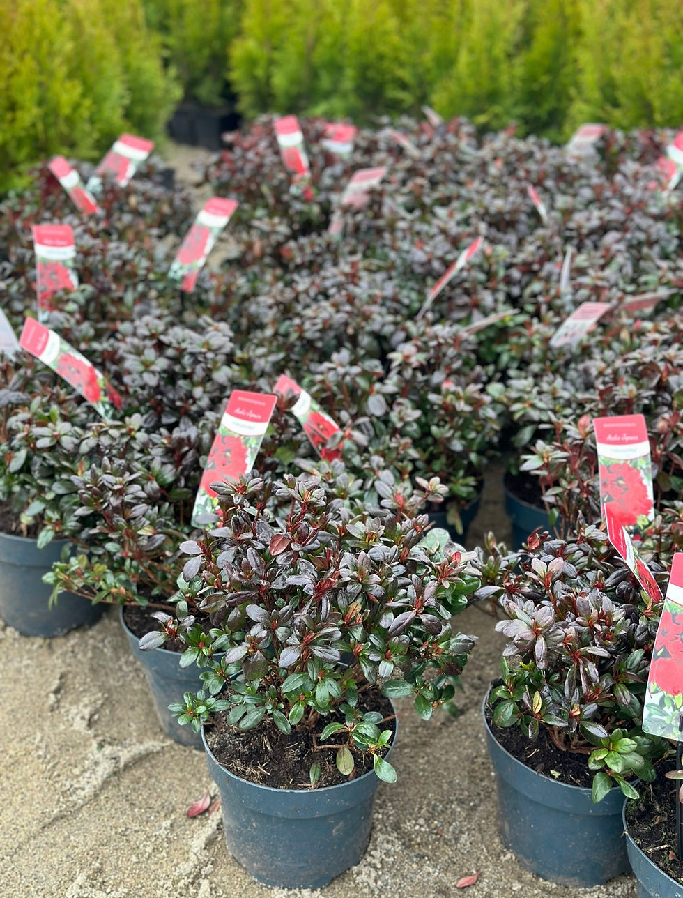 Thumbnail: Azaleea japonica 