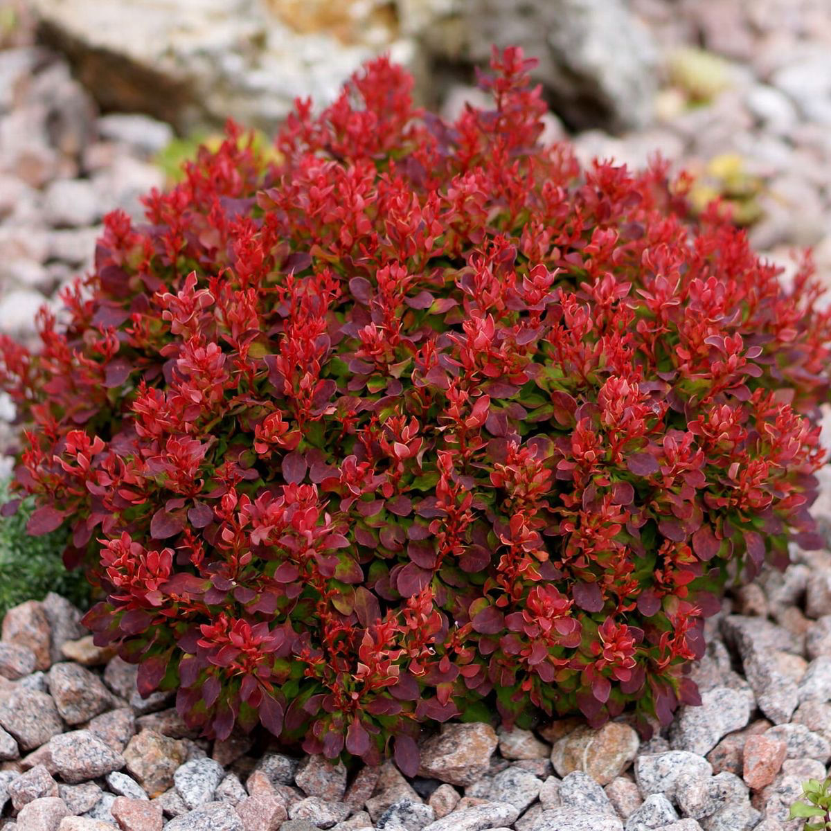 Berberis