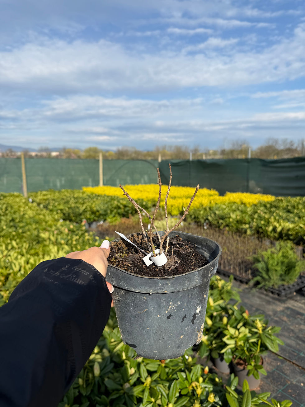 Thumbnail: Hortensia Paniculata 