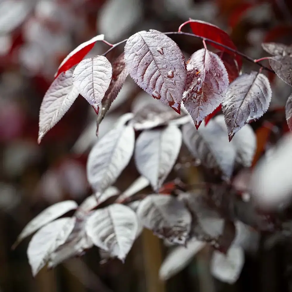 Thumbnail: Prunus Nigra glob