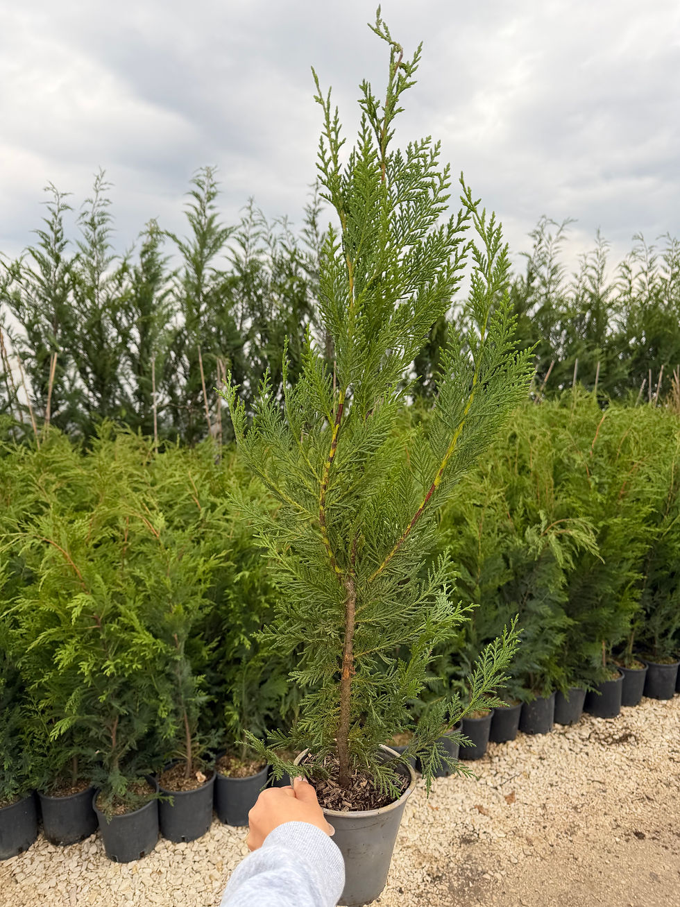 Thumbnail: Cupressocyparis Leylandii 