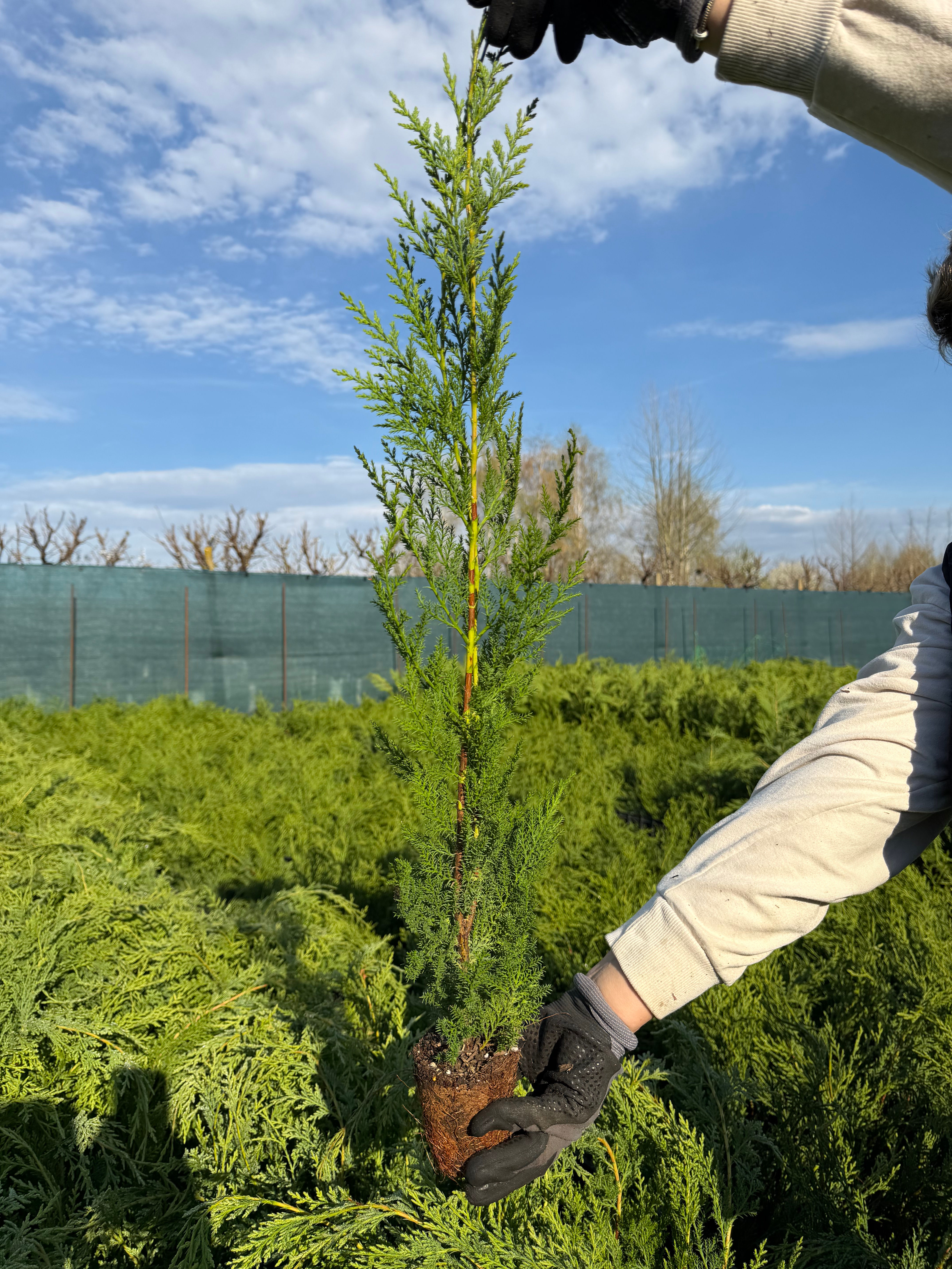 Cupressocyparis Leylandii