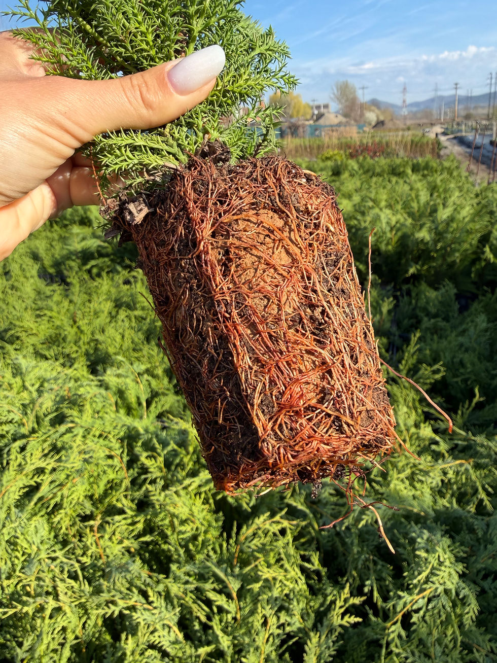 Thumbnail: Cupressocyparis Leylandii 