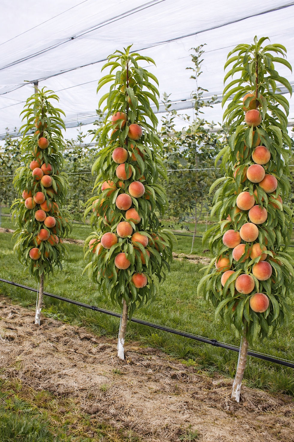 Thumbnail: Pomi columnari/pitici anul 5