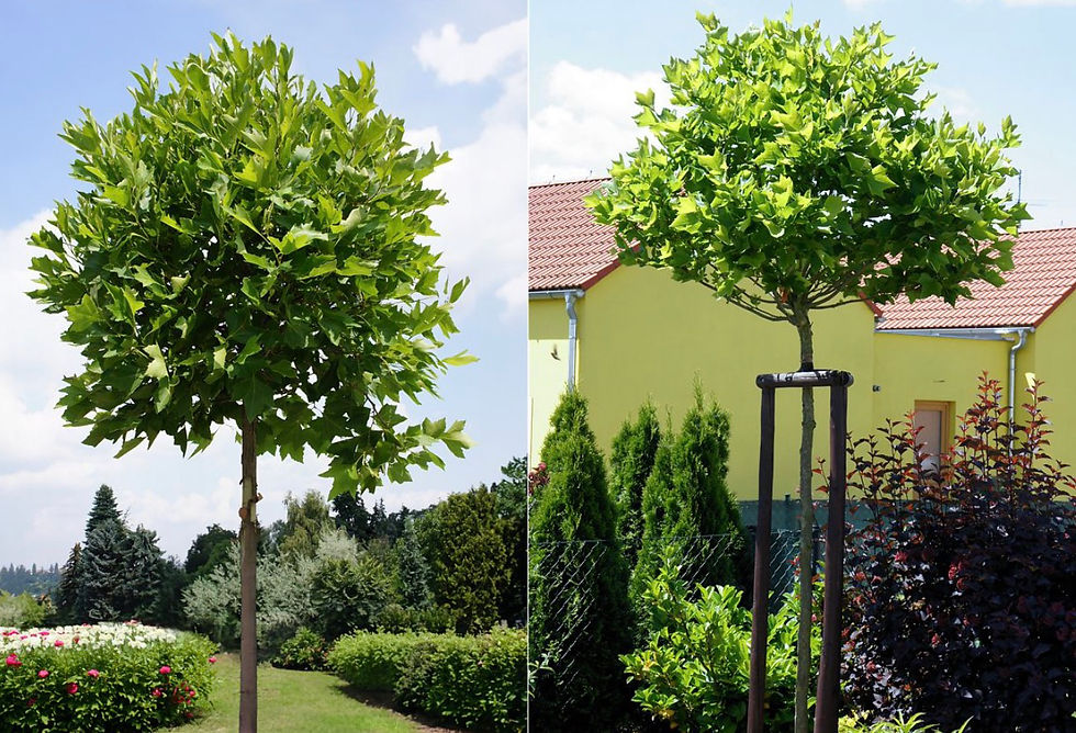 Thumbnail: Platanus hispanica ‘Alphen’s Globe’ platan globular