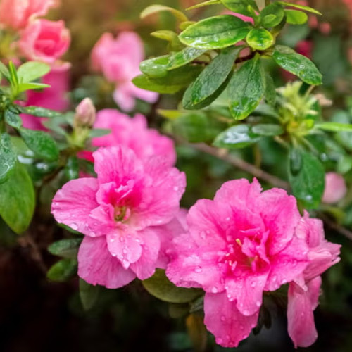 Azali Roses Azalee | Pepiniera Cioclea